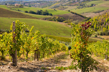 Fototapeta na wymiar Vineyards and winery among hills, countryside landscape