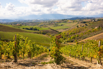 Fototapeta na wymiar Vineyards and winery among hills, countryside landscape
