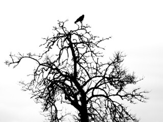 Black silhouette of raven on bare tree on white background