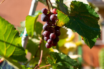 Fototapete bei efototapeten.de bestellen   