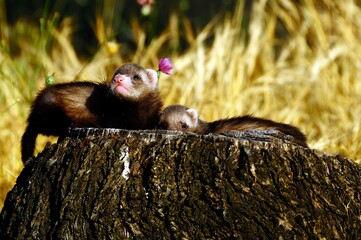 The polecat or European polecat is a small carnivore of the mustelid family. Mustela putorius. - Powered by Adobe