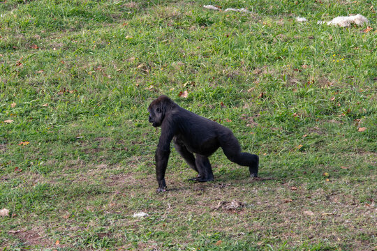 Gorilla, the herbivorous primate of the forests of Africa.