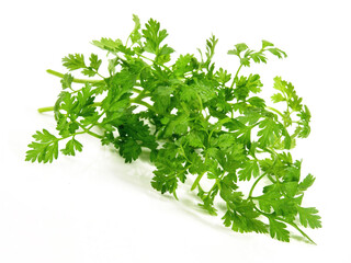 Chervil on white Background Isolated
