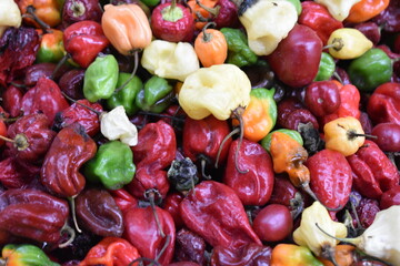 vegetables in the market