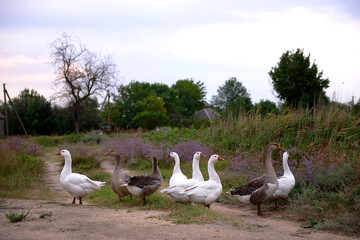 White geese walk down the road in the village. Countryside farm scenery with geese walking around the farm. a herd of white domestic geese walks around the village