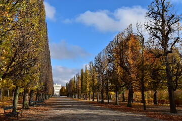 trees in autumn