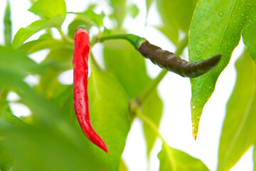 Red and green hot chili spice peppers grow on green plant, macro red peppers