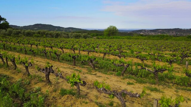 Dlying over vineyard during springtime in provence France as the vines start growing