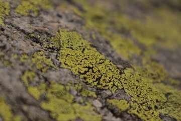 moss on stone