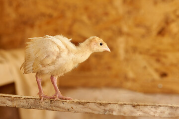 A small yellow turkey chicken sits on a perch on a yellow background. Poultry farm. Chickens. Raising chickens