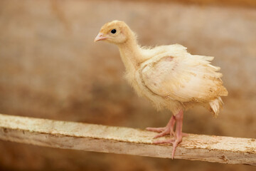 A small yellow turkey chicken sits on a perch on a yellow background. Poultry farm. Chickens.