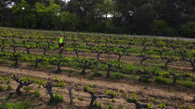 Dlying over vineyard during springtime in provence France as the vines start growing