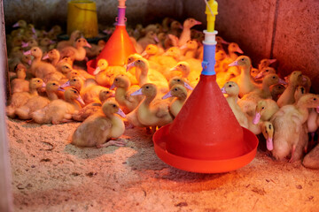 Beautiful little ducklings close-up in an incubator in the light of red lamps. Chicks under a heat lamp. Agriculture. Incubator. Industrial breeding of ducks. Birds on a poultry farm. Lots of ducks.