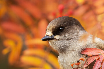 Beautiful portrait of a taiga bird Siberian jay, Perisoreus infaustus in the middle of colorful autumn foliage near Kuusamo, Northern Finland.	