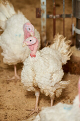 A close-up of a turkey in a pen, raised in captivity. Poultry farm. Industrial breeding of turkeys. Light bird. Bird incubator.