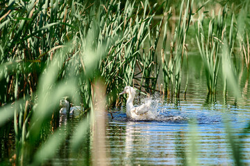 White domestic ducks swim in the water between green plants. Ducks in the pond close-up. Industrial breeding of ducks. Birds at the poultry farm. Ducks in the wild. Bird in the reeds.