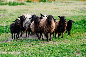 A herd of black sheep are running along the green lawn in the paddock. Animal farm. Industrial sheep breeding.