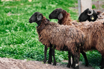 A close-up of a herd of black sheep stands on a green lawn in a paddock. Animal farm. Industrial sheep breeding.