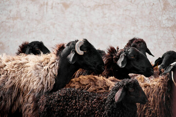 A close-up of a herd of black sheep stands on a green lawn in a paddock. Animal farm. Industrial...
