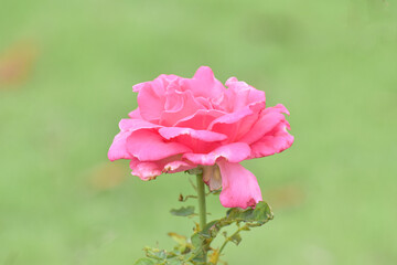 Beverly rose or pink Rose in Garden.Pink Rose flower with soft sunlight on green background