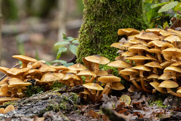 Champignons d'automne