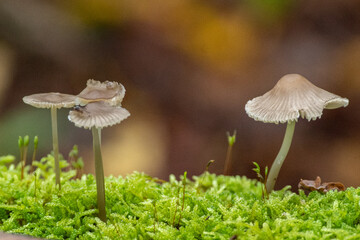 Champignons d'automne