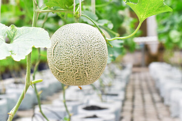 Fresh melons or green melons or cantaloupe melons plants growing in greenhouse supported by string melon nets.Japanese melon in fruiting stage