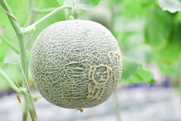 Fresh melons or green melons or cantaloupe melons plants growing in greenhouse supported by string melon nets.