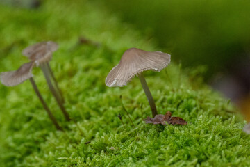 Champignons d'automne
