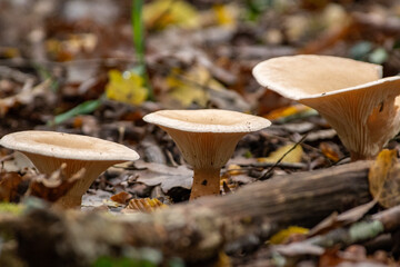 Champignons d'automne