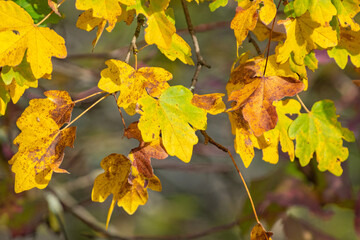 Feuilles d'automne