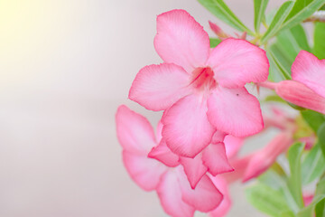 Fototapeta na wymiar Pink flower with green leaft on blur background. Colorful flower on soft sunlight