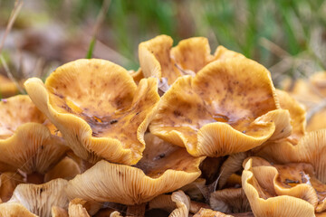 Champignons d'automne