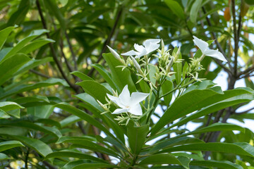 White flower on tree
