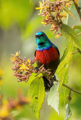 Northern Double-collared Sunbird - Cinnyris reichenowi, beautiful colored perching bird from African bushes and gardens, Bwindi, Uganda.