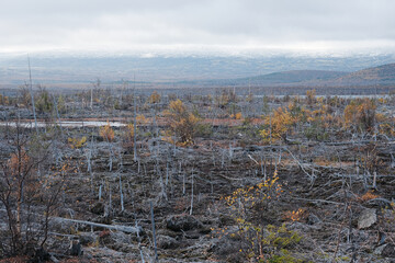 Dead forest near a large industrial enterprise in Monchegorsk