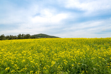 Obraz premium 유채구경