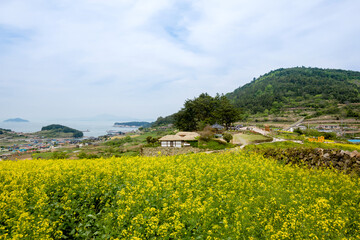 청산도의 유채꽃