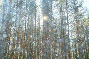 early spring in the forest, snowfall, abstract landscape background in nature, seasonal calendar view