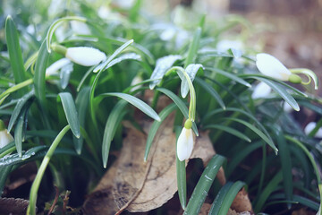white wild snowdrops in spring forest, beautiful wildflowers in March