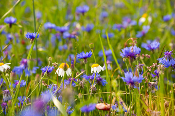 Various wild flowers in a summer field lit by sun