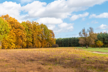 Naklejka premium Jesienne kolorowe drzewa, polna droga, przydrożna lipa.