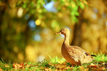 duck autumn park mallard, wild duck autumn view migratory bird nature