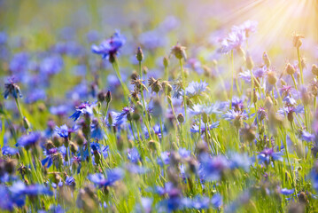 Obraz na płótnie Canvas Blue corn flowers blooming in a summer field 
