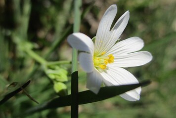  Stellaire holostée (Stellaria holostea) solitaire