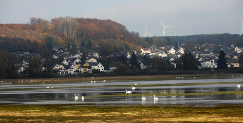 Birds in the lake and forest of germany 