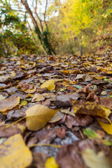 autumn in the forest