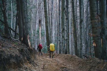 Tourists with backpacks go through the autumn beech forest. Ukrainian Carpathian mountains.