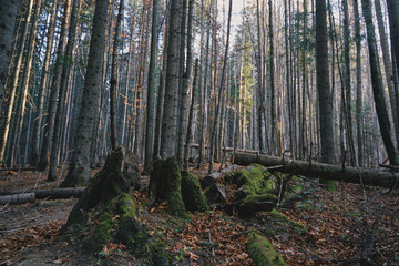 Beech forest in autumn. Ukrainian Carpathian mountains.