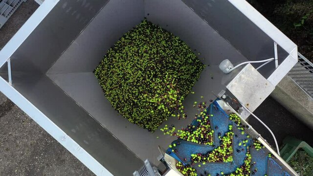 Olive al frantoio, l'olio di oliva extravergine. Italia.
La lavorazione delle olive prima della spremitura o molitura all'opificio.